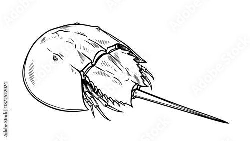 Horseshoe Crab illustration monochrome ink painting style on white background. Detailed Horseshoe Crab artwork captures unique marine arthropod, showcasing its distinctive shell, tail.