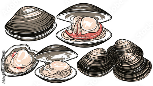 Fresh Surf Clam depicted with shells both open and closed, showcasing raw Hokkigai seafood. Culinary Surf Clam ready for various preparations like sushi and sashimi dishes.