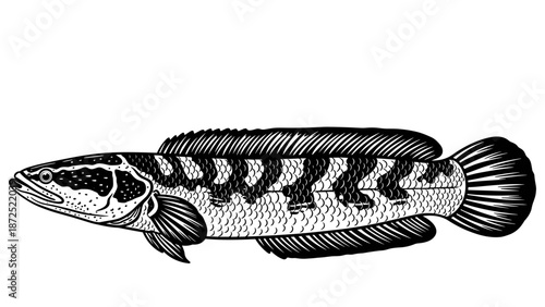 Monochrome Snakehead Fish illustration isolated on white, detailed predatory freshwater fish with distinct body patterns. Unique Snakehead Fish image for educational material, biology textbooks.