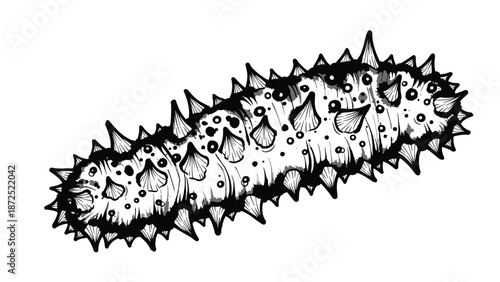 Detailed sea cucumber drawing presented in classic monochrome ink style, isolated against white background. This intricate sea cucumber drawing showcases marine life,