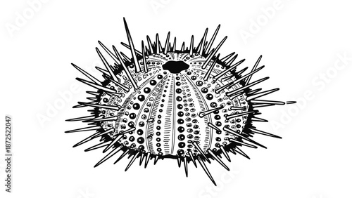 Monochrome Sea Urchin illustration in detailed ink painting style, isolated on white for marine designs. Spiky Sea Urchin shows intricate shell patterns, biological texture,