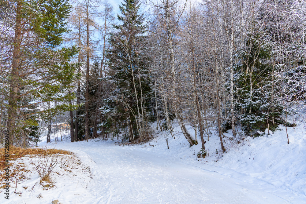 Fototapeta premium Empty curvy footpath through a snowy forest in the mountains on a sunny winter day