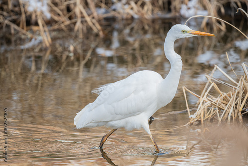 Tableau sur toile Great egret walking in the shallow river water