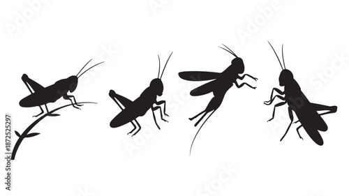 Wallpaper Mural Grasshopper and locust silhouettes in various poses, minimalist graphic style, black and white high contrast, clean vector illustration for nature and biology education. Torontodigital.ca