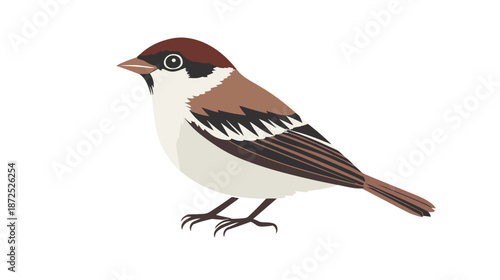 Brown and White Bird Standing Sideways.