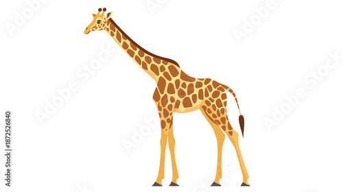 Giraffe Standing with Long Neck and Legs.