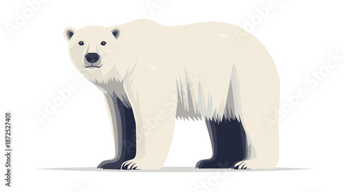 Polar Bear Standing on White Background.
