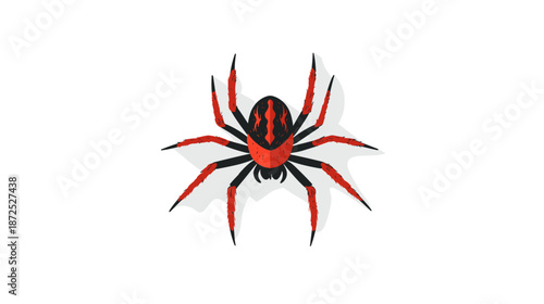 Redback Spider Isolated on White Background.