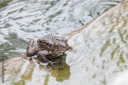 American toad, Anaxyrus americanus. Male or female had been laying or fertilizing eggs in a small garden pond
