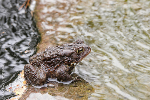 American toad, Anaxyrus americanus. Male or female had been laying or fertilizing eggs in a small garden pond