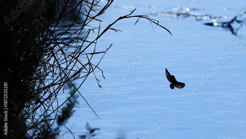 flying Kingfisher and quiet waterside 