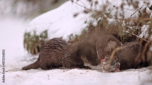 Pair of Eurasian otter (Lutra lutra) eating fish head on surface of frozen river level next coast. Animals obviously compete each other struggling for every piece of meat meal. Winter wildlife take.