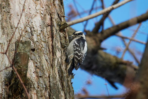 a female downy woodpecker on a tree trunk foraging for food, in profile, looking at the camera