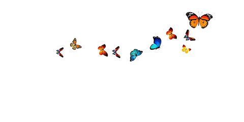 Vibrant butterflies in flight, showcasing nature's beauty. Colorful wings, dynamic movement, ideal for decorative or illustrative nature-themed designs.