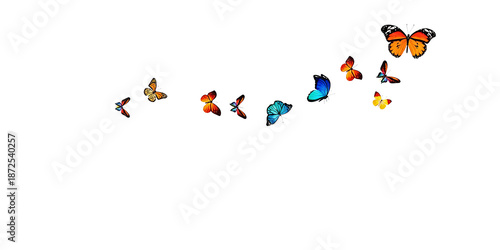 Vibrant butterflies in flight, showcasing nature's beauty. Colorful wings, dynamic movement, ideal for decorative or illustrative nature-themed designs.