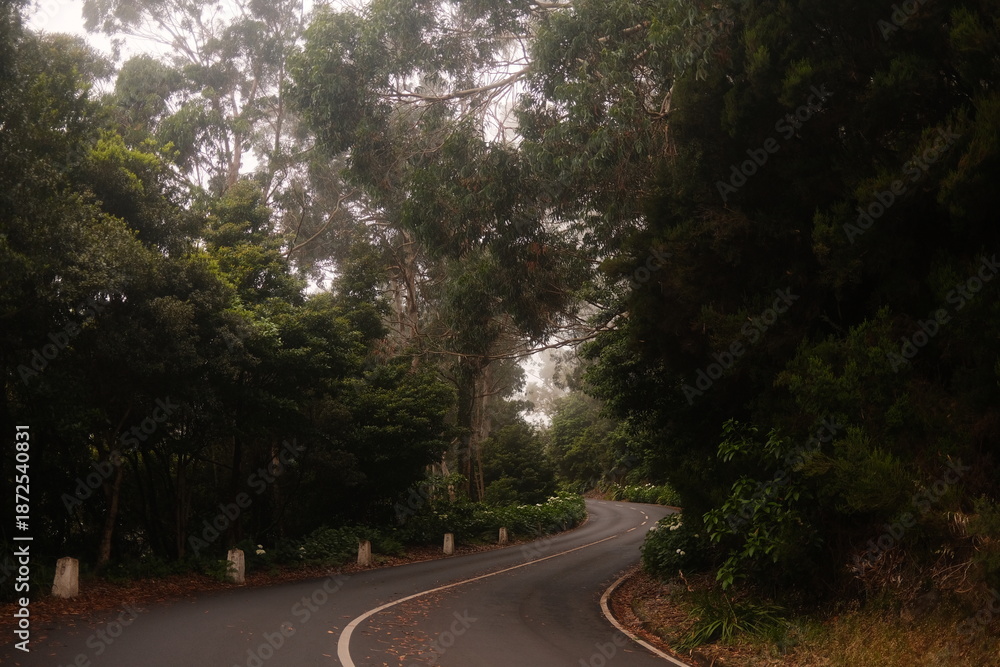 Fototapeta premium Curvy Mountain Road Winding Through Dense Forest on a Misty Morning