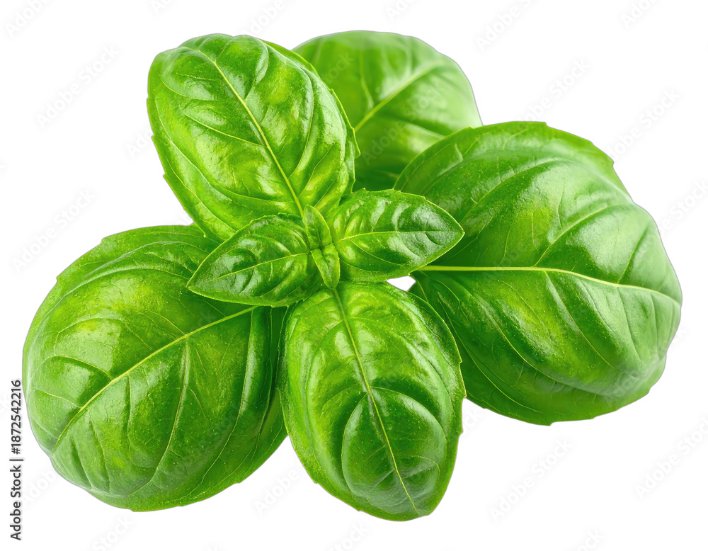 Fototapeta premium Fresh, vibrant green basil leaves arranged, showcasing detail of texture and the glossy surface