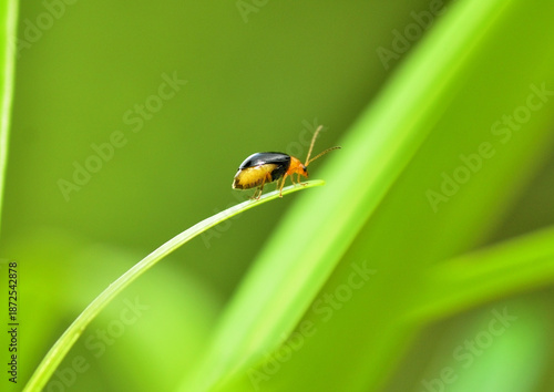 ladybug on green leaf