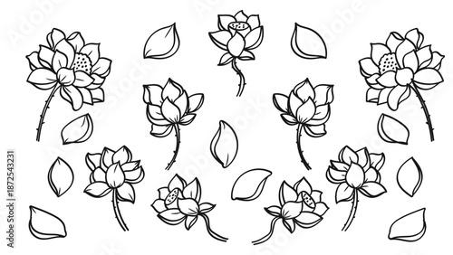 Hand Drawn Lotus Bundle and Flower Petals Botanical Set.Vector Illustration