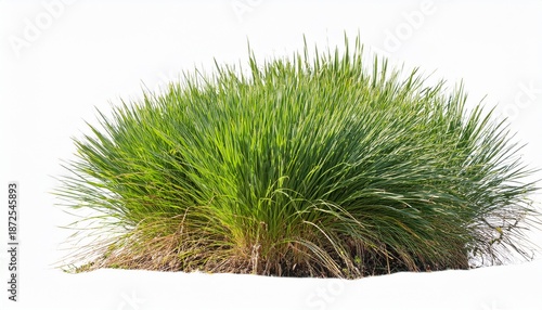 Samphire Plant Isolated On Transparent Background