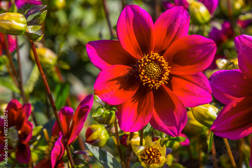 Dahlia Garden in Autumn