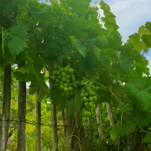 Grapes Growing on a Vine - France