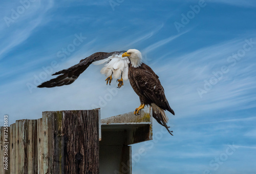 Two Eagles - One Takes Flight