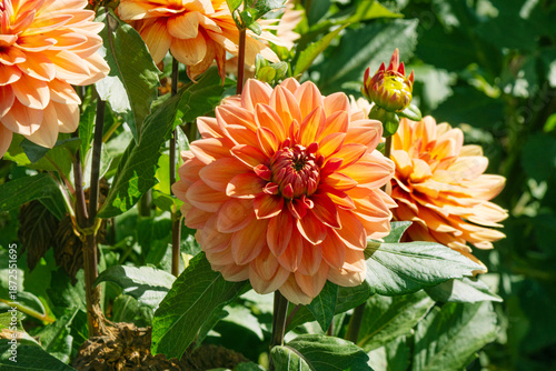 Orange Dahlias in a Garden