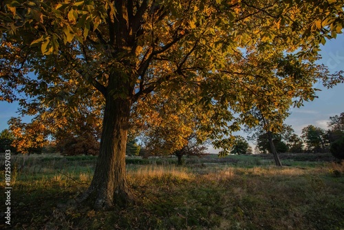 Majestic Oak Tree in Sunlit Meadow at Golden Hour