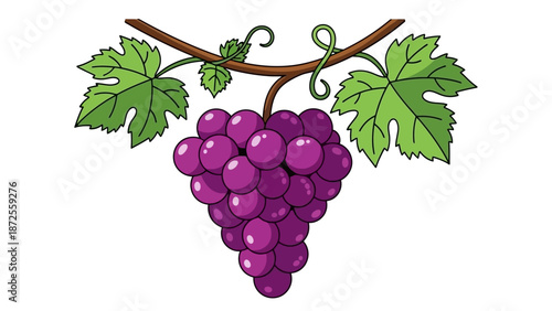 A vibrant illustration of a purple grape bunch hanging from a vine with lush green leaves viewed from the front