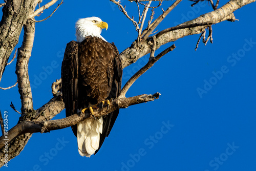 Eagle in a tree with bright blue background