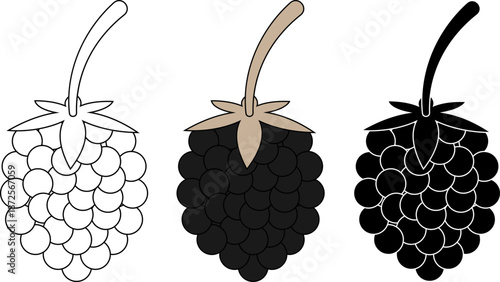 Blackberry fruit icon set with outline, colored, and silhouette vector styles