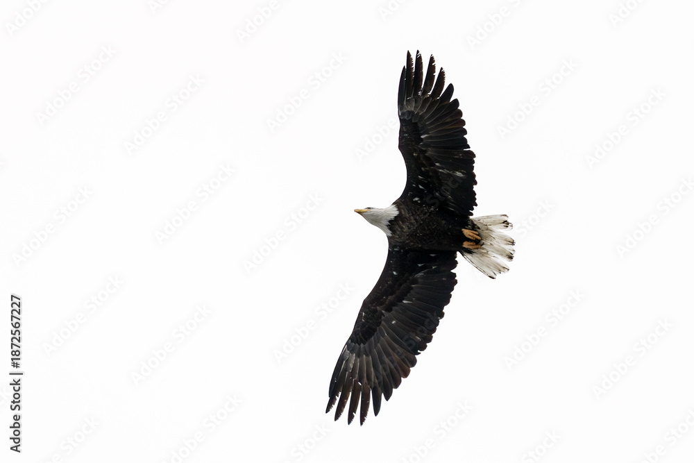 Fototapeta premium eagle in flight