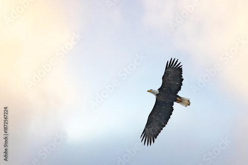 Wallpaper Mural bald eagle in flight Torontodigital.ca