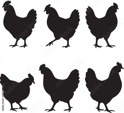 vector set of chicken