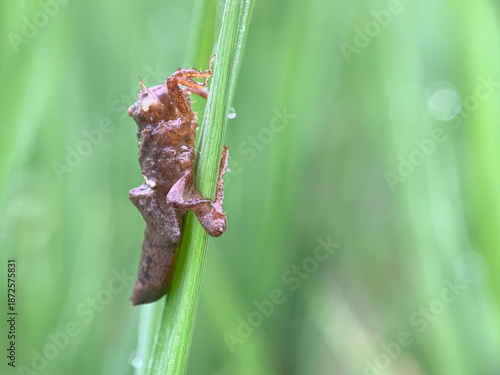 Konstfotografi Photo of the exoskeleton, or outer skeleton, of a dragonfly nymph