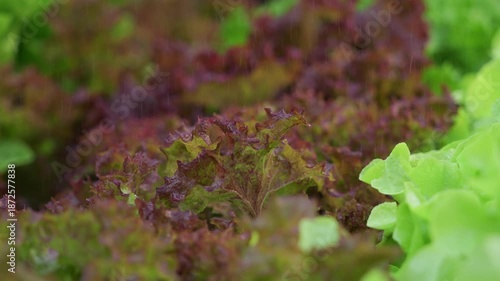 Vegetables in a hydroponics greenhouse. Planting plants using a nutrient solution in water instead of planting with soil.