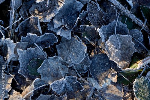 Blackened Leaves Covered in Frost