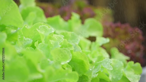 Vegetables in a hydroponics greenhouse. Planting plants using a nutrient solution in water instead of planting with soil.
