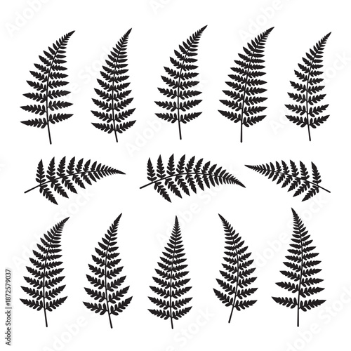 fern leaves isolated on white