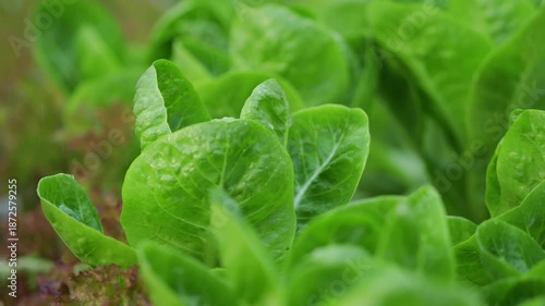 Vegetables in a hydroponics greenhouse. Planting plants using a nutrient solution in water instead of planting with soil.