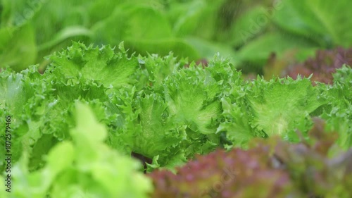 Vegetables in a hydroponics greenhouse. Planting plants using a nutrient solution in water instead of planting with soil.