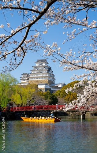 Cherry blossom at Himeji castle-Spring time