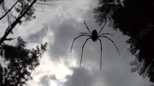 A spider silhouette hangs quietly on its web with cloudy sky and forest trees behind it, creating a dramatic and mysterious tropical mood that reflects the hidden life of forest predators.