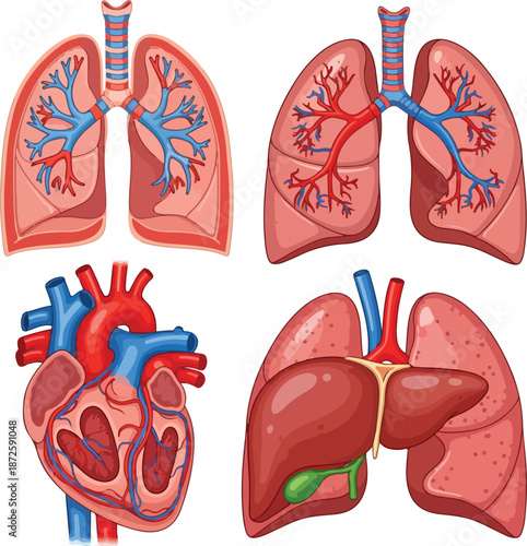 Mother's day tribute to healthy lungs and heart anatomy