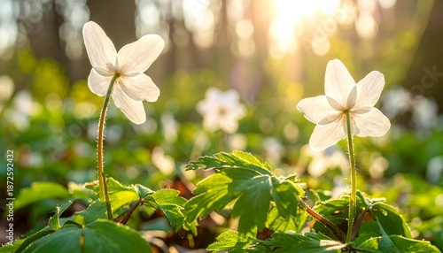 Close-up of delicate white wildflowers, backlit by golden sunlight in a sun-dappled forest