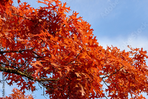 Branches Galore of Red Leaves