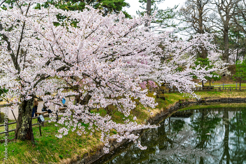 Wallpaper Mural Cherry blossom or Sakura tunnel full bloom in the Hirosaki Castle traditional Japanese castle Park at Hirosaki Castle Park, Aomori, Japan Torontodigital.ca
