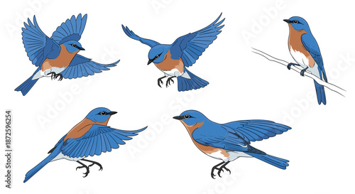 Set of five beautifully illustrated Eastern bluebirds in various dynamic poses, including flying, landing, and perched on a branch.