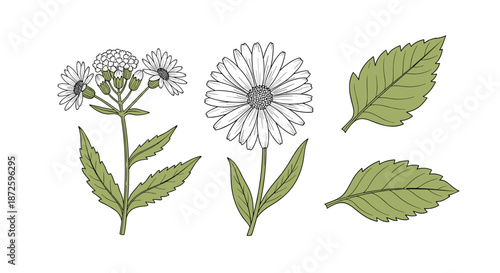 Botanical set of calendula or pot marigold flowers and leaves, illustrated in a vintage, hand-drawn style with green and white colors.